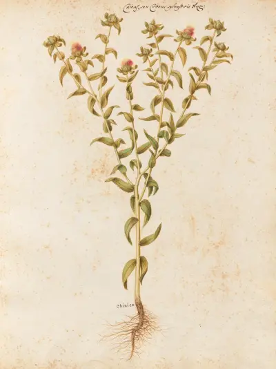 Piante varie Pl.12 av Giovanna Garzoni