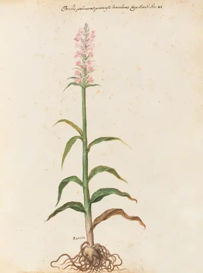 Piante varie Pl.15 av Giovanna Garzoni