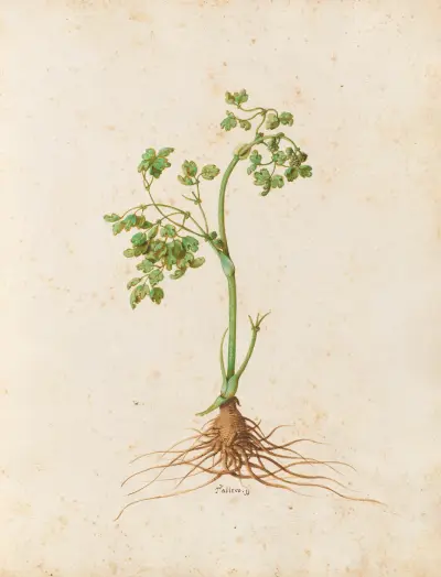 Piante varie Pl.16 av Giovanna Garzoni