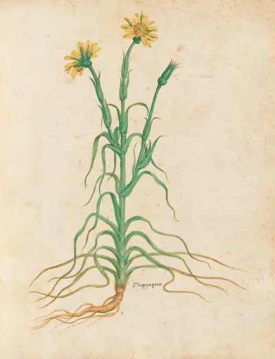 Piante varie Pl.18 av Giovanna Garzoni