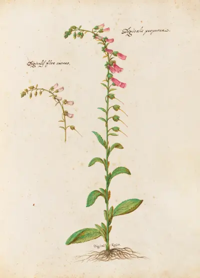 Verschiedene Pflanzen Pl. 21 von Giovanna Garzoni