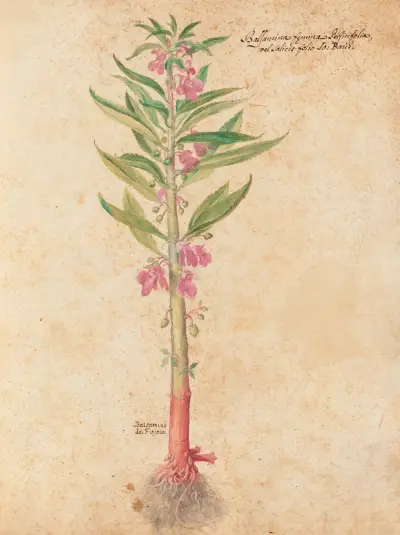 Piante varie Pl.22 av Giovanna Garzoni