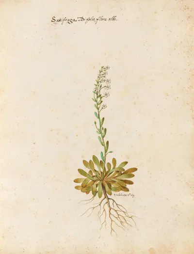 Piante varie Pl.23 av Giovanna Garzoni