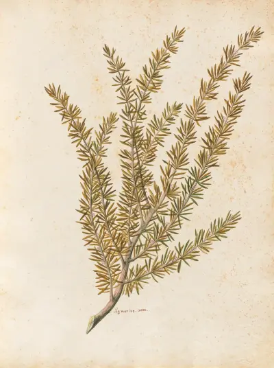 Piante varie Pl.25 av Giovanna Garzoni