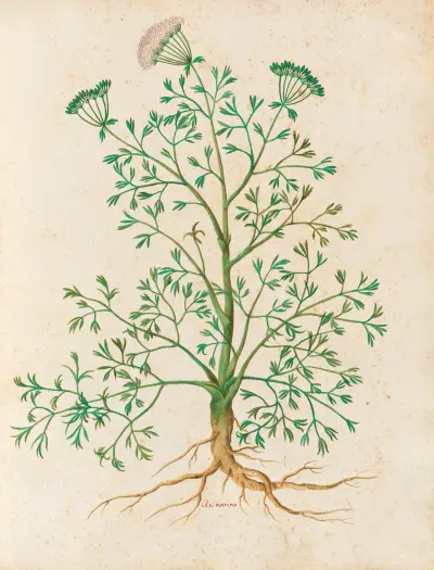 Piante varie Pl.26 av Giovanna Garzoni
