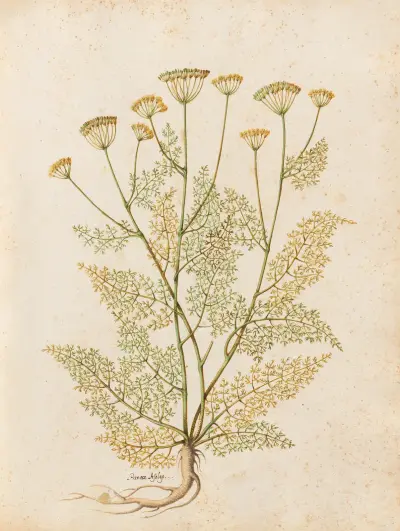 Piante varie Pl.27 av Giovanna Garzoni