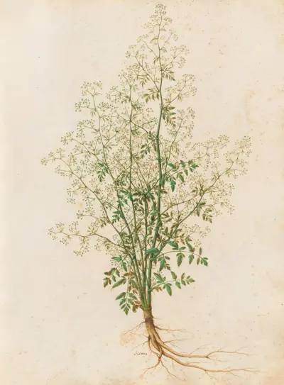 Piante varie Pl.28 av Giovanna Garzoni