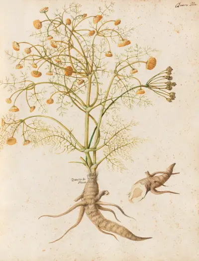 Piante varie Pl.29 av Giovanna Garzoni