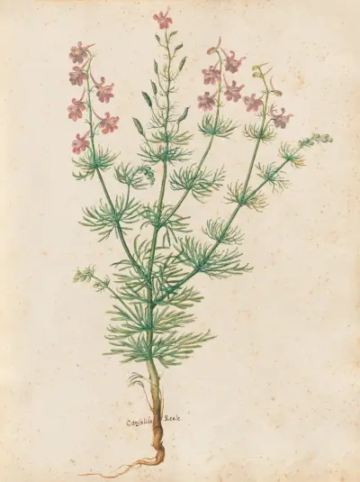Piante varie Pl.30 av Giovanna Garzoni