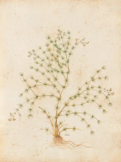 Piante varie Pl.31 av Giovanna Garzoni
