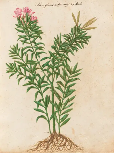 Piante varie Pl.34 av Giovanna Garzoni