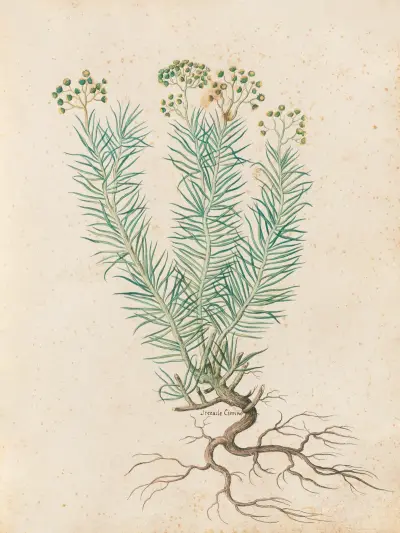 Varierande växter Pl.35 av Giovanna Garzoni
