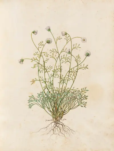 Piante varie Taf. 36 von Giovanna Garzoni