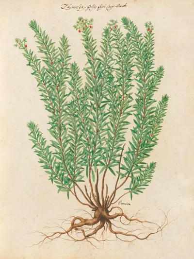 Piante varie Pl.39 av Giovanna Garzoni