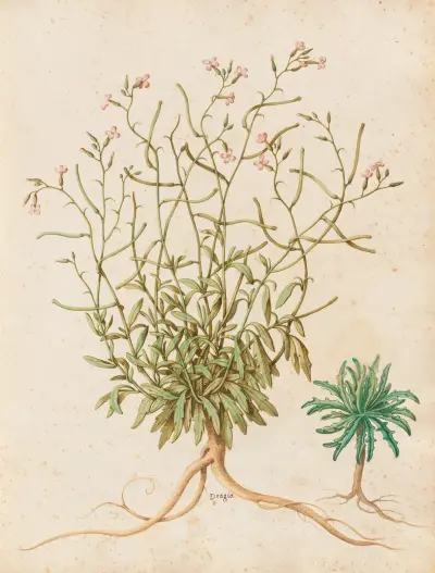 Verschiedene Pflanzen Taf. 40 von Giovanna Garzoni