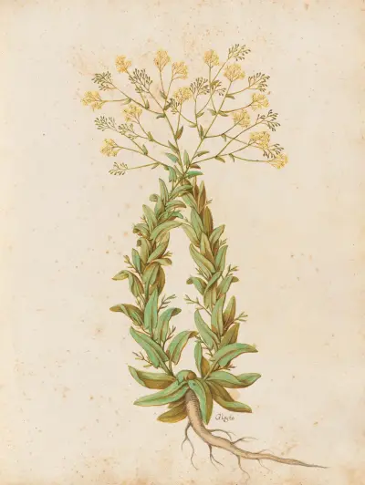 Olika växter Pl.41 av Giovanna Garzoni