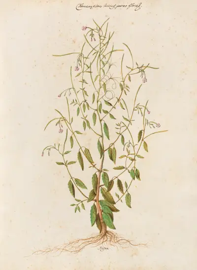 Piante varie Pl.48 av Giovanna Garzoni