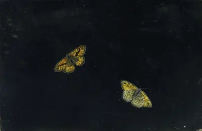 Dva motýli – č. 2, Giovanna Garzoni