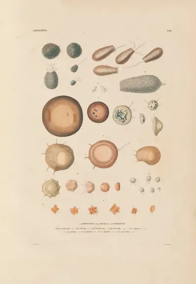 Die Infusionsthierchen als vollkommene Organismen Pl.09 av Christian Gottfried Ehrenberg