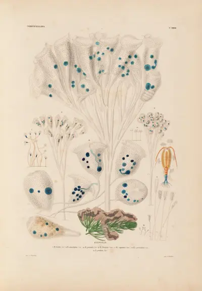Die Infusionsthierchen als vollkommene Organismen Pl.27 av Christian Gottfried Ehrenberg