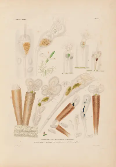 Die Infusionsthierchen als vollkommene Organismen Pl.44 av Christian Gottfried Ehrenberg