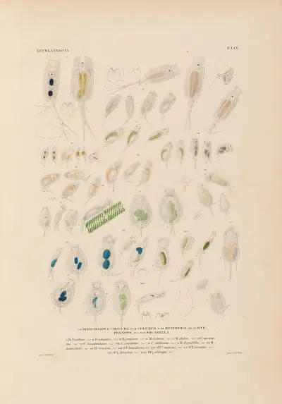 Die Infusionsthierchen als vollkommene Organismen Pl.57 av Christian Gottfried Ehrenberg
