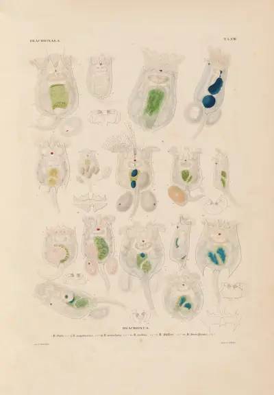Die Infusionsthierchen als vollkommene Organismen Pl.61 av Christian Gottfried Ehrenberg