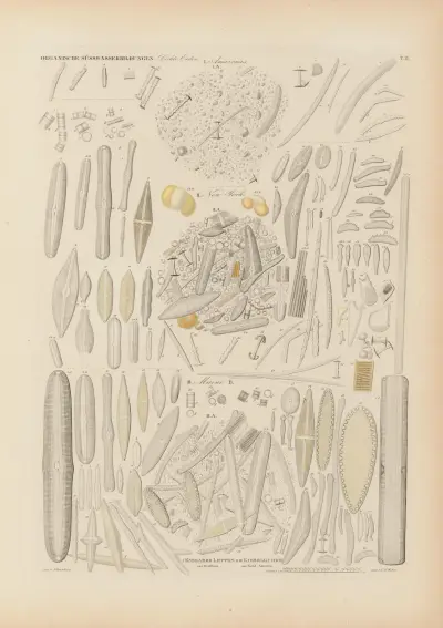 Mikrogeologie Pl.02 av Christian Gottfried Ehrenberg