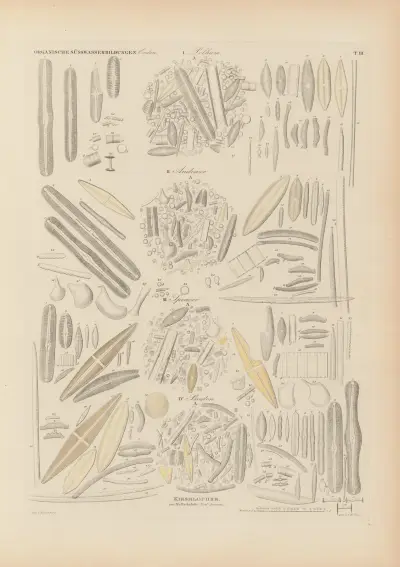 Mikrogeologie Pl.03 av Christian Gottfried Ehrenberg