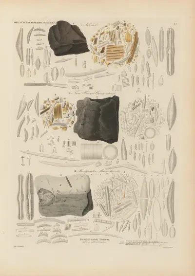 Mikrogeologie Pl.05 av Christian Gottfried Ehrenberg