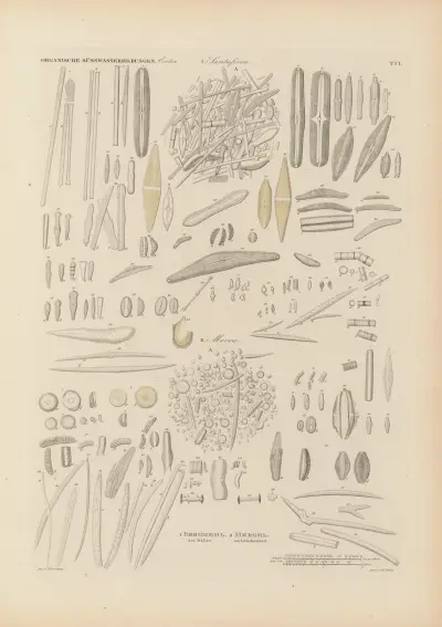 Mikrogeologie Pl.06 av Christian Gottfried Ehrenberg
