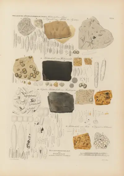 Mikrogeologie Pl.07 av Christian Gottfried Ehrenberg