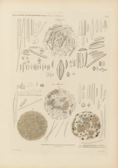Mikrogeologie Pl.09 av Christian Gottfried Ehrenberg