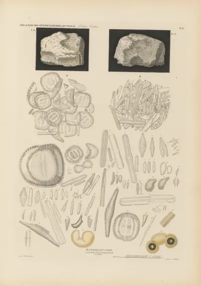 Mikrogeologie Pl.10 av Christian Gottfried Ehrenberg
