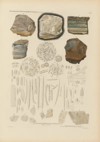 Mikrogeologie Pl.11 av Christian Gottfried Ehrenberg
