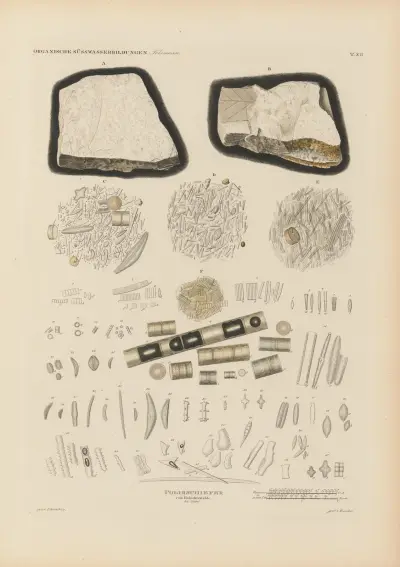 Mikrogeologie Pl.12 av Christian Gottfried Ehrenberg