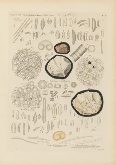 Mikrogeologie Pl.13 av Christian Gottfried Ehrenberg