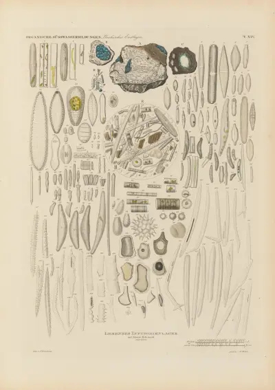 Mikrogeologie Pl.14 av Christian Gottfried Ehrenberg
