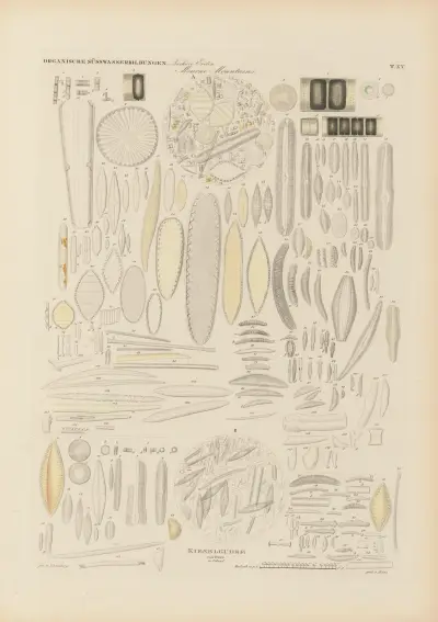 Mikrogeologie Pl.15 av Christian Gottfried Ehrenberg