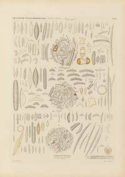 Mikrogeologie Pl.16 av Christian Gottfried Ehrenberg