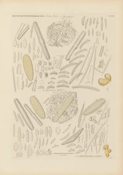 Mikrogeologie Pl.17 av Christian Gottfried Ehrenberg