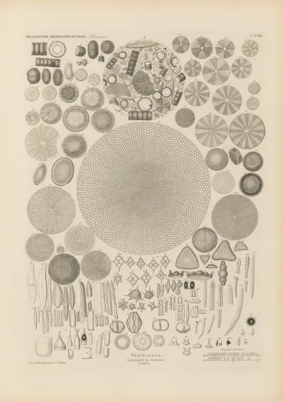 Mikrogeologie Pl.18 av Christian Gottfried Ehrenberg