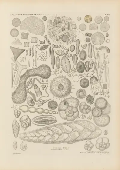 Mikrogeologi pl. 19 av Christian Gottfried Ehrenberg