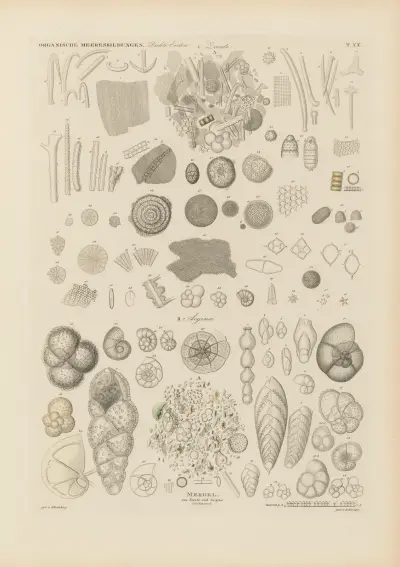 Mikrogeologie Pl.20 av Christian Gottfried Ehrenberg
