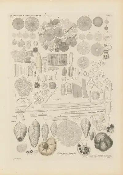 Mikrogeologie pl. 21 av Christian Gottfried Ehrenberg
