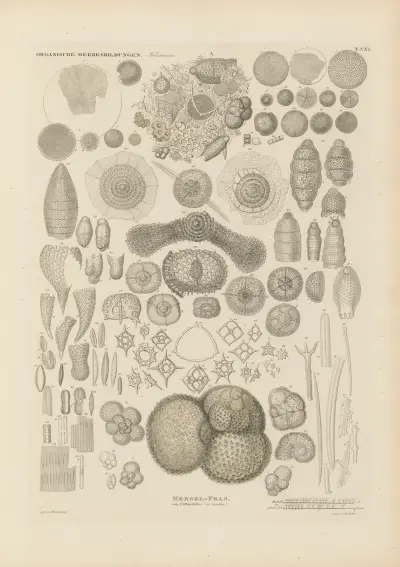 Mikrogeologie Pl.22 av Christian Gottfried Ehrenberg