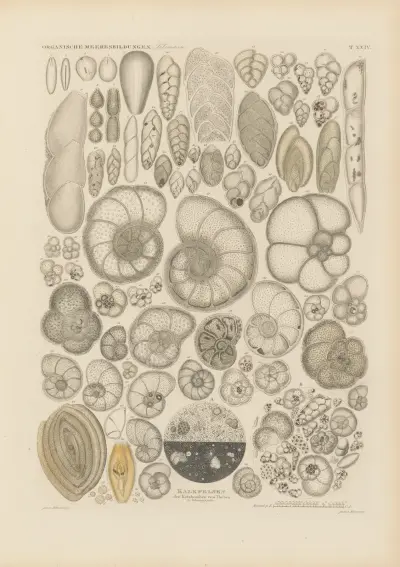 Mikrogeologie Pl.24 av Christian Gottfried Ehrenberg