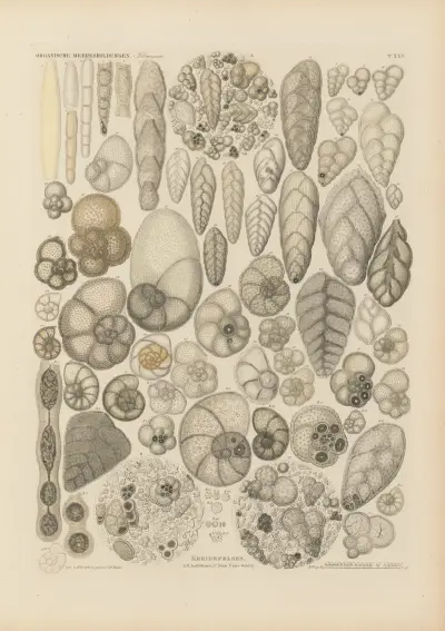 Mikrogeologie Pl.25 av Christian Gottfried Ehrenberg