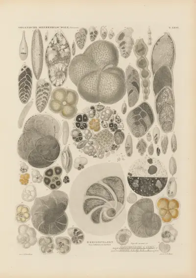 Mikrogeologie Pl.26 av Christian Gottfried Ehrenberg