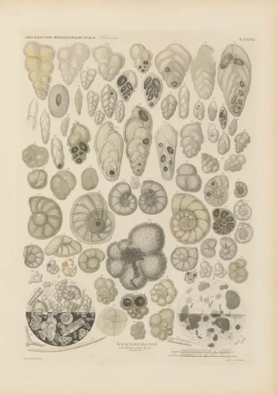 Mikrogeologie Pl.27 av Christian Gottfried Ehrenberg